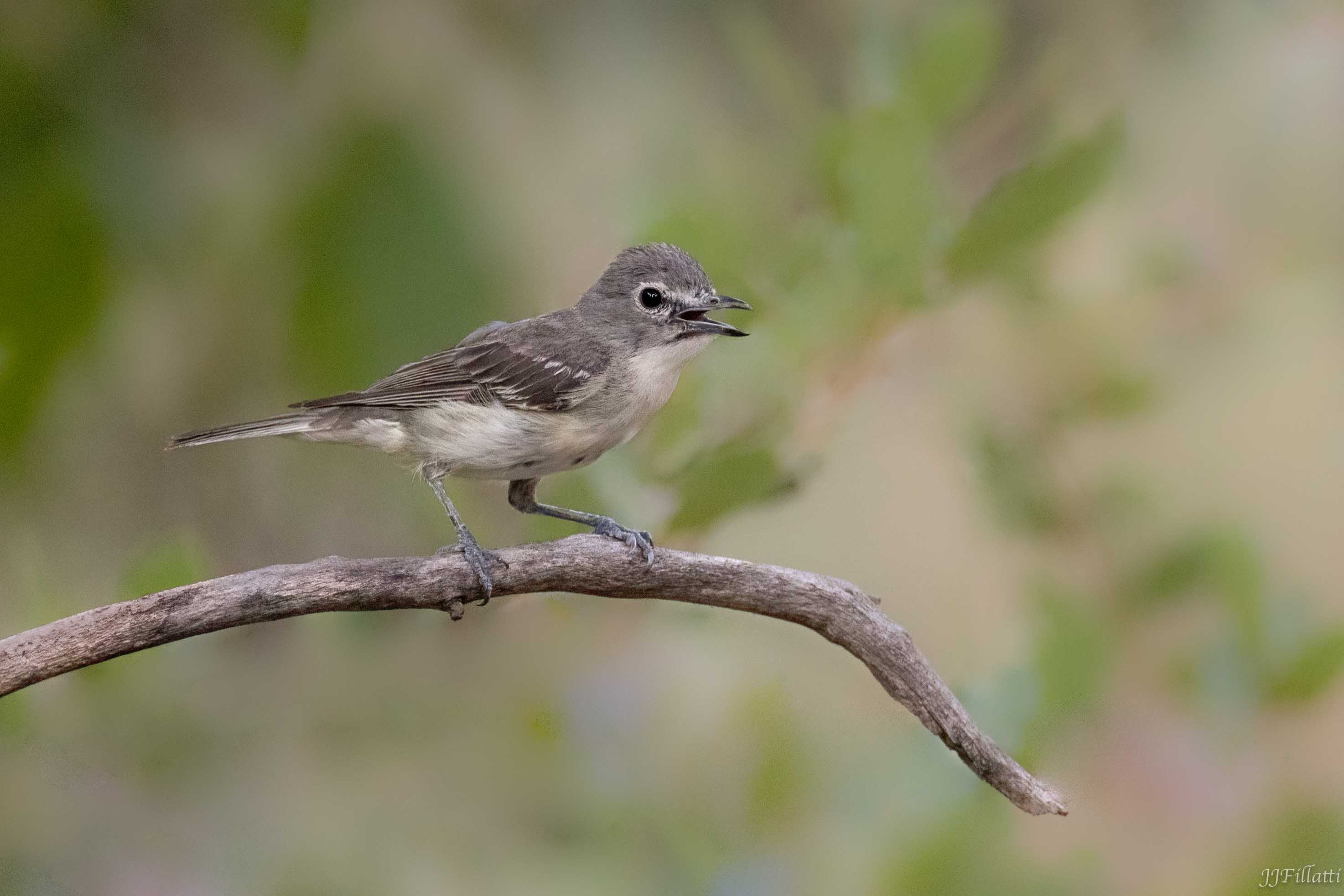 bird of arizona image 44